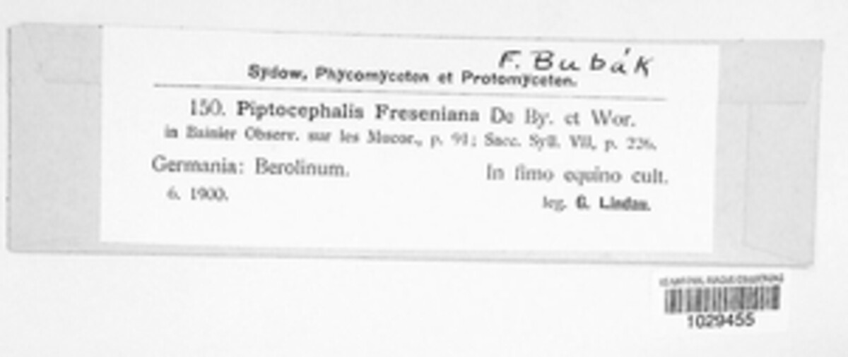 Piptocephalidaceae image